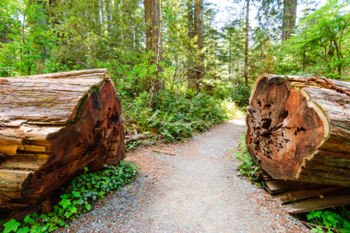 Mountain Biking in National Parks