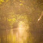 Eco-Friendly Birdwatching Trips