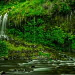 Best Rainforest Exploration Destinations