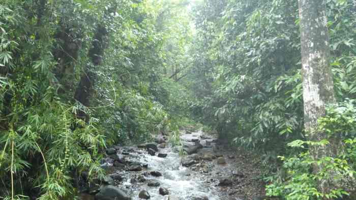 Kamienie wodospad rainforest rzeka hoh scenic loop spots